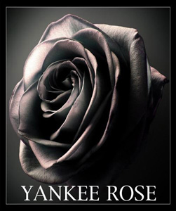 Yankee Rose logo